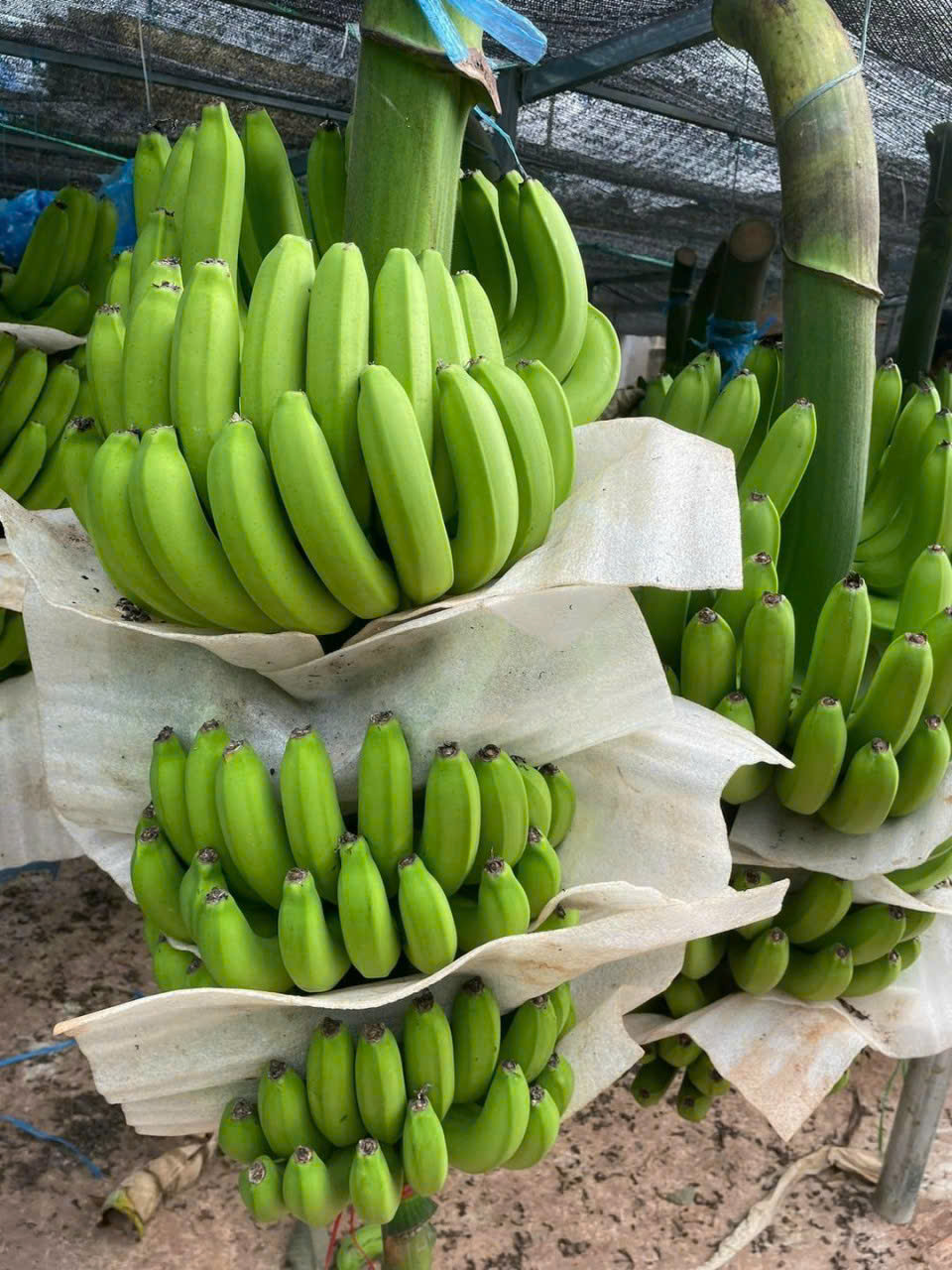 Chuối được phân loại tại kho Đà Lạt HB Farm
