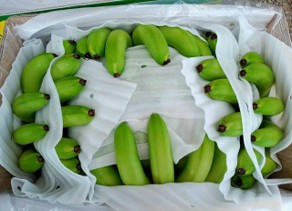 Dây chuyền đóng gói sầu riêng xuất khẩu tại Đà Lạt HB Farm