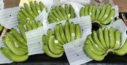 Chuối già Nam Mỹ Cavendish xuất khẩu Đà Lạt HB Farm