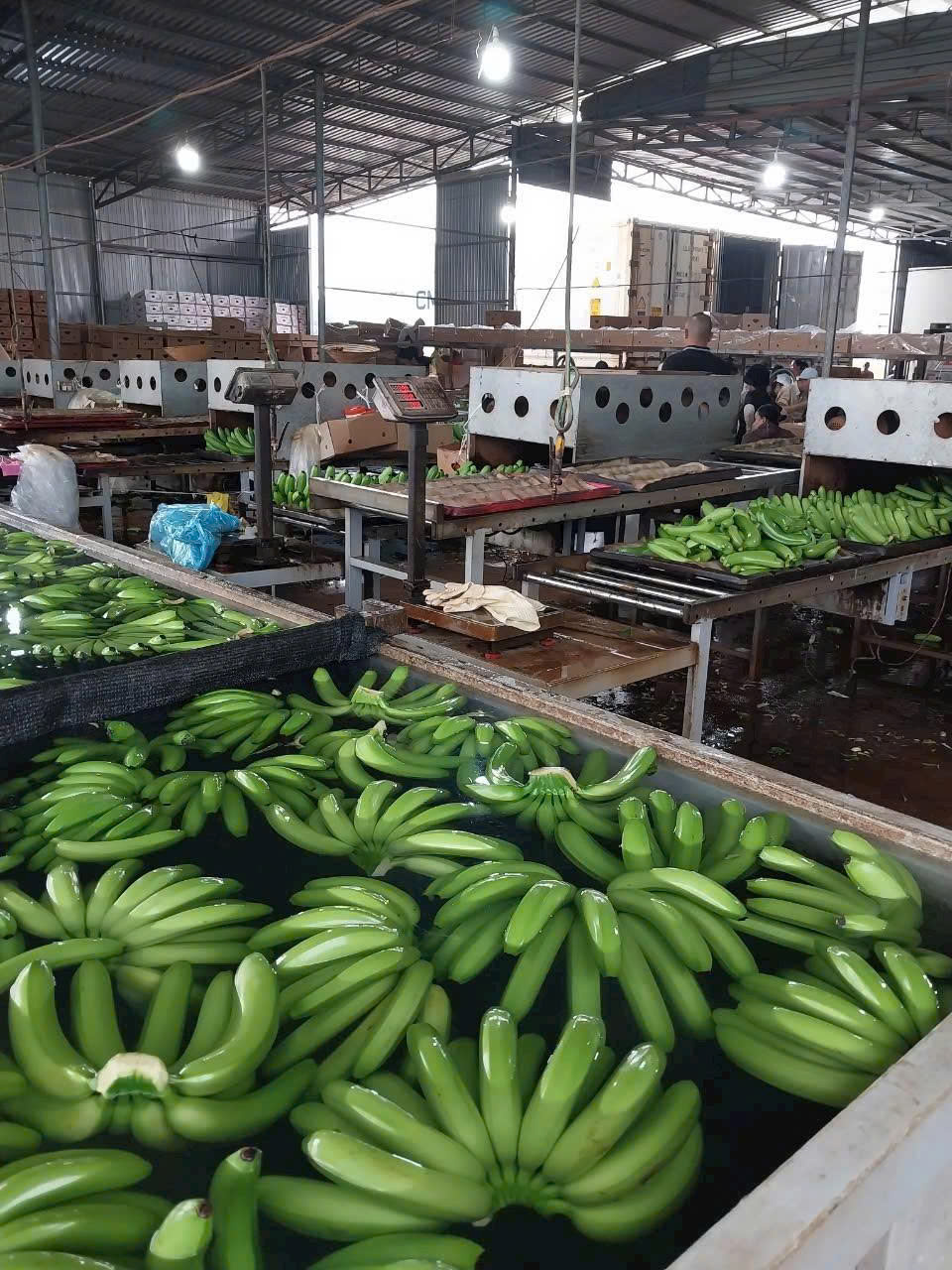 Khu vực rửa sạch các loại trái cây tại Đà Lạt HB Farm