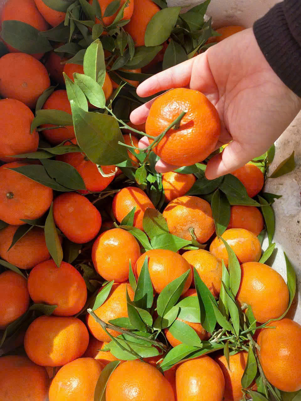 Nông sản theo mùa xuất khẩu Đà Lạt HB Farm