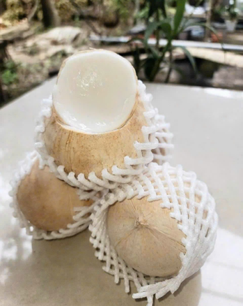 Dừa trái tươi xuất khẩu Đà Lạt HB Farm