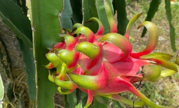 Thanh long ruột đỏ xuất khẩu Đà Lạt HB Farm