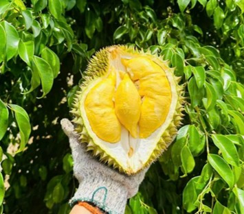 Durian Farm
