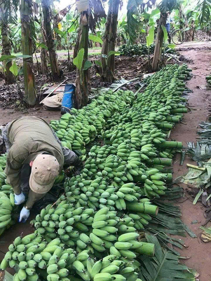 Chuối được thu hoạch tại vườn - Đà Lạt HB Farm