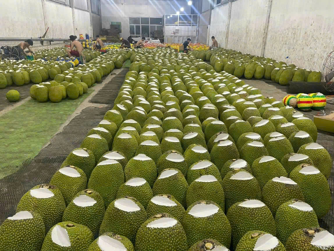 Mít Thái và mít tố nữ xuất khẩu Đà Lạt HB Farm