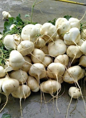 Củ sắn củ đậu xuất khẩu Đà Lạt HB Farm